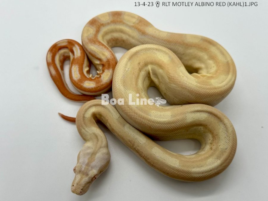 RLT MOTLEY ALBINO RED (KAHL)